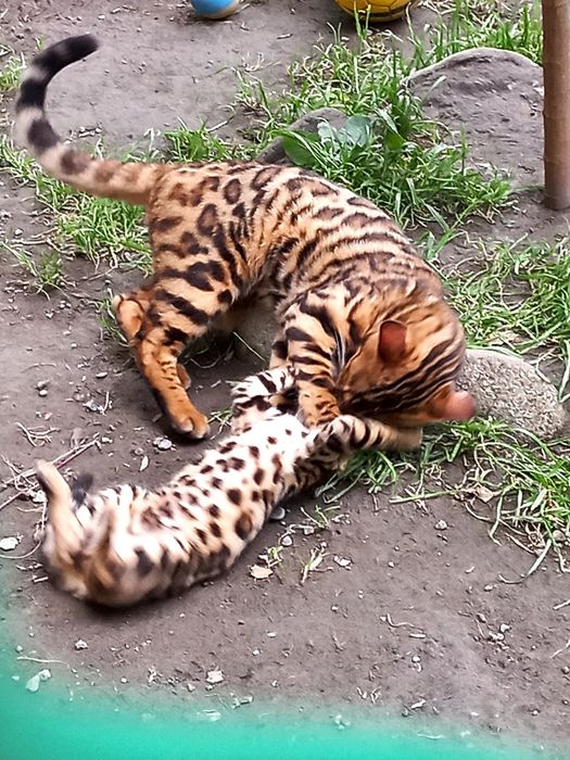 Бенгальские чистокровные котята!Родители привозные из России!