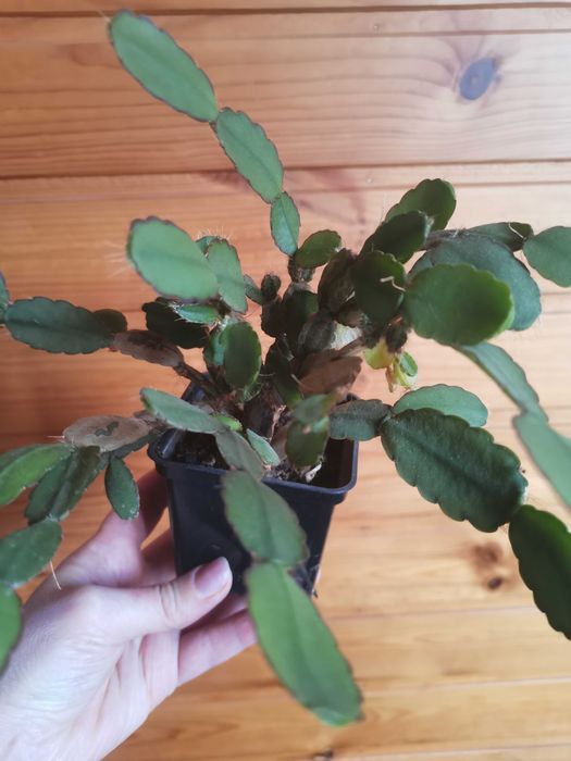 Комнатные цветы разные