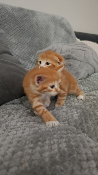 Породистые котята