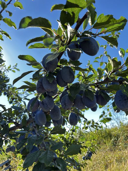 Vand prune pentru piata sau tuica