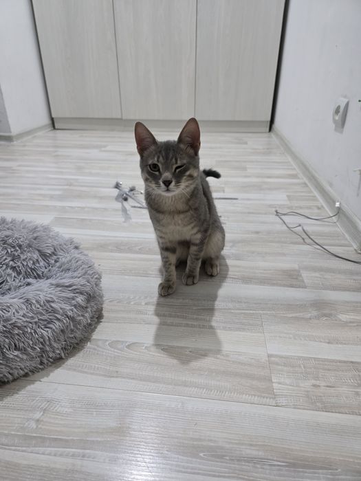 Мысық сатамын барлық заттарымен