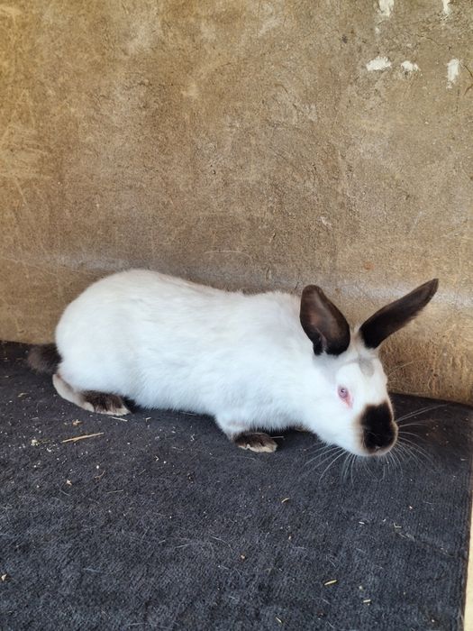 Калифорния самец  4 месяцев