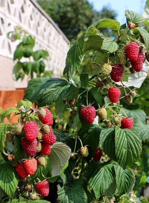 Zmeur De Tip Pomișor