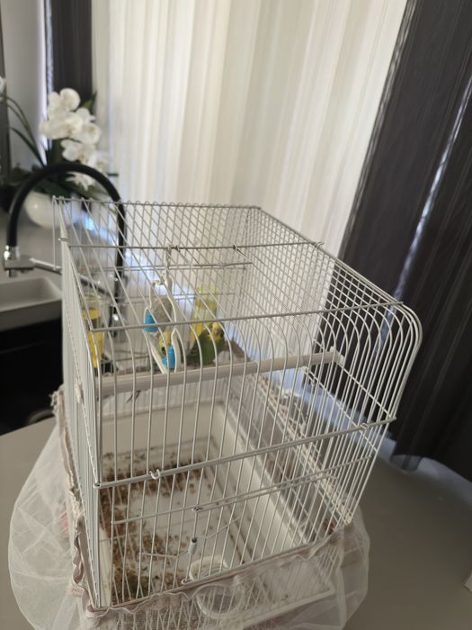 Продам попугаев с клеткой