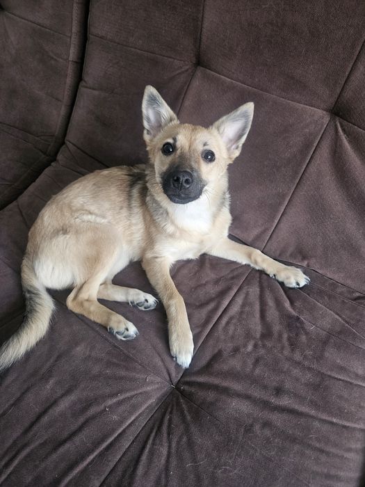 Малышка в поисках дома