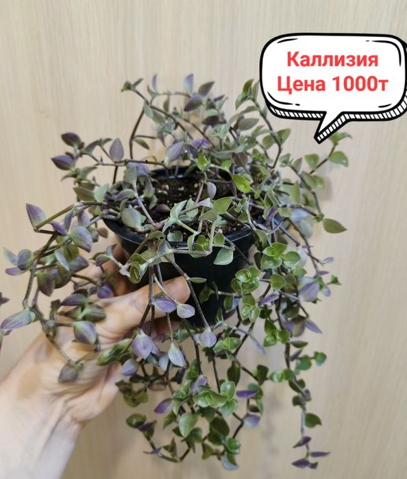 Продам комнатные цветы!