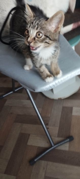 Отдам  котёнка ( 2 мес., девочка), в хорошие, добрые руки