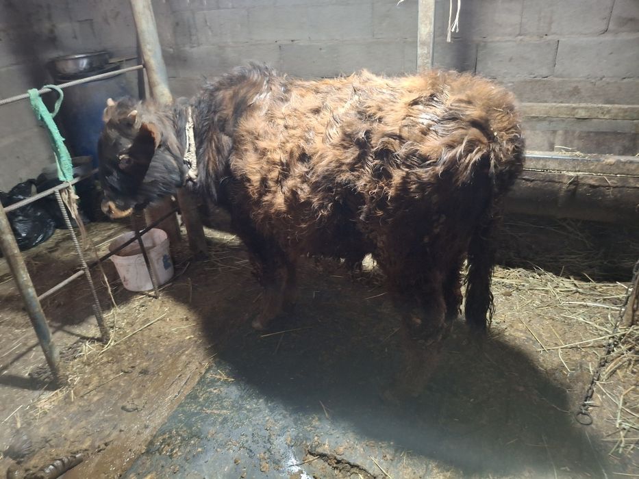 Бичок хороший не капризный