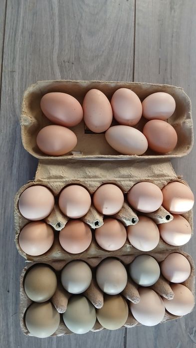 Ouă bio pt consum sau incubat