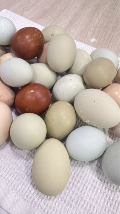 Куриные цветные яйца