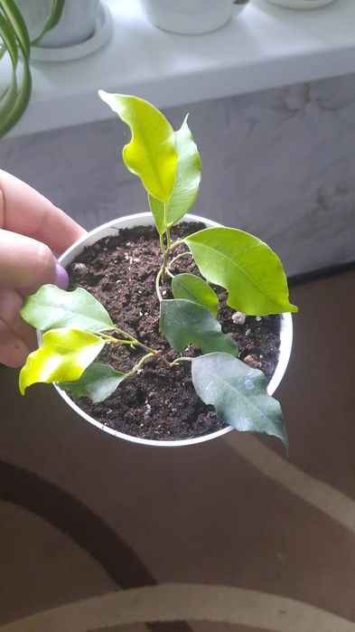 Фикусы разные продам