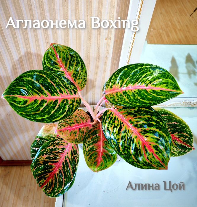 Аглаонема Boxing (Big Papa)