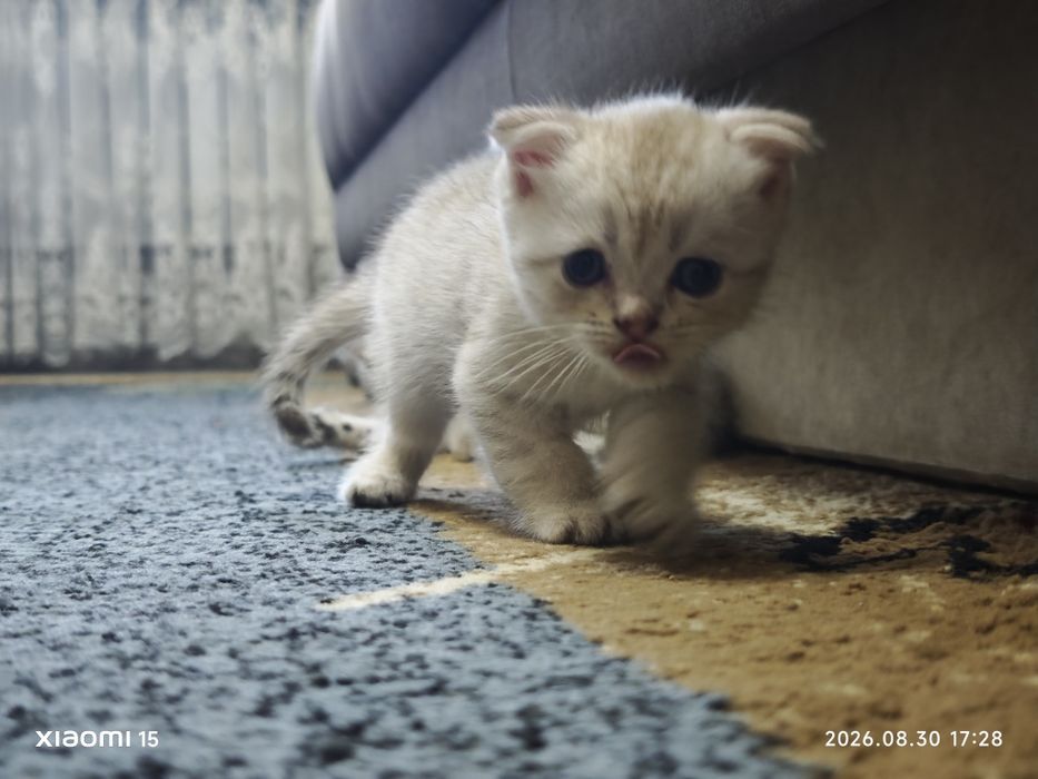 Котята скоттиш страйт и скоттиш фолдд