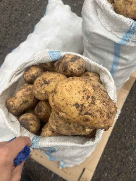 Домашняя Картошка Крупняк Свежая