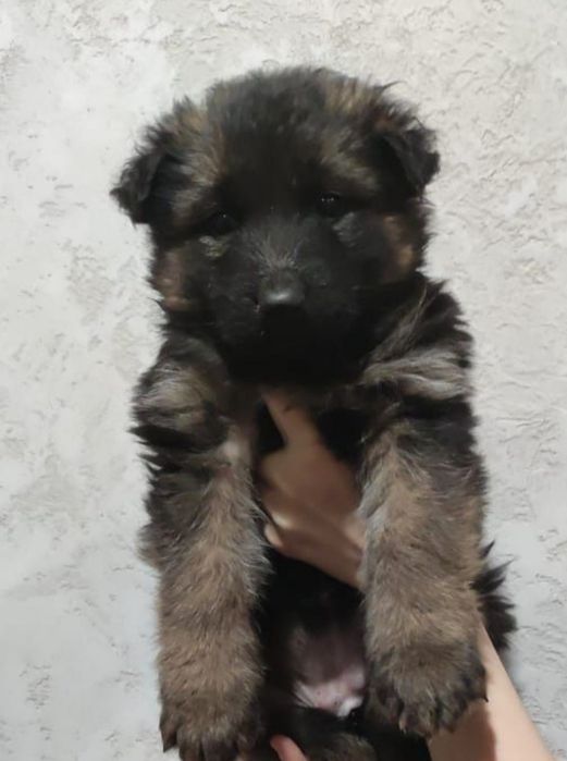 Вязка немецкой овчарки