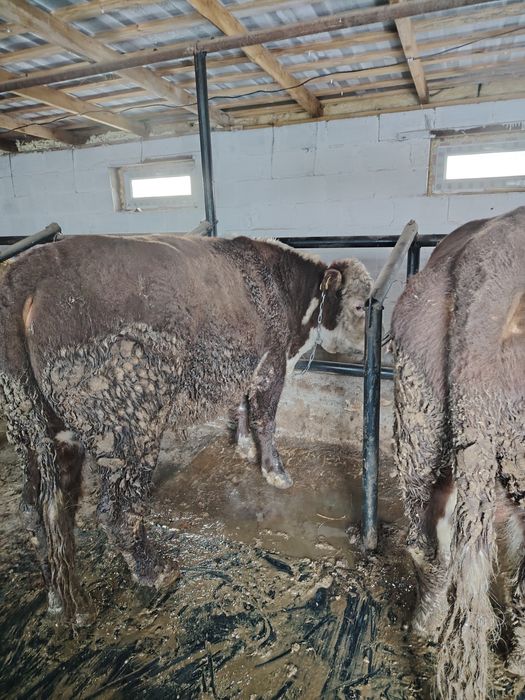 Ак бас букалар 2,5жасар