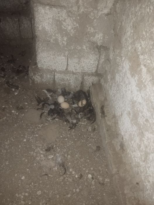 Qora shahzoda tovuq xoʻroz sotiladi