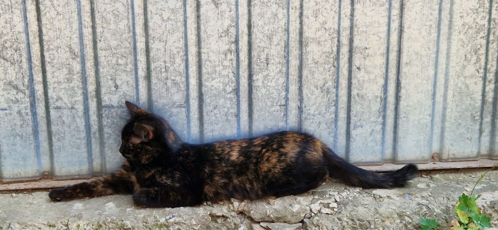 Отдам стерилизованную кошку