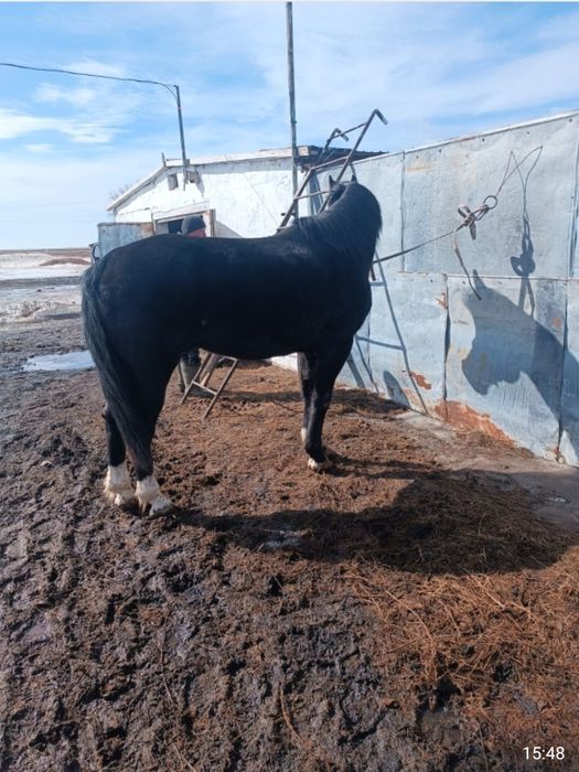 Айғыр сатам 7 жаста