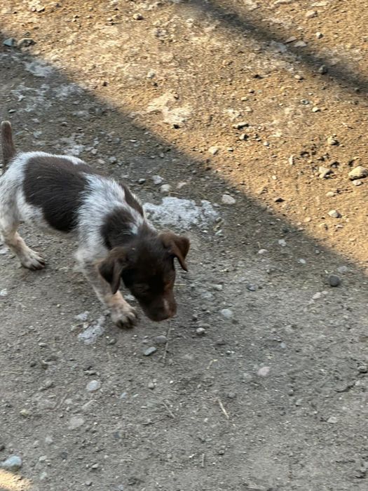 Продаётся щенок дратхара