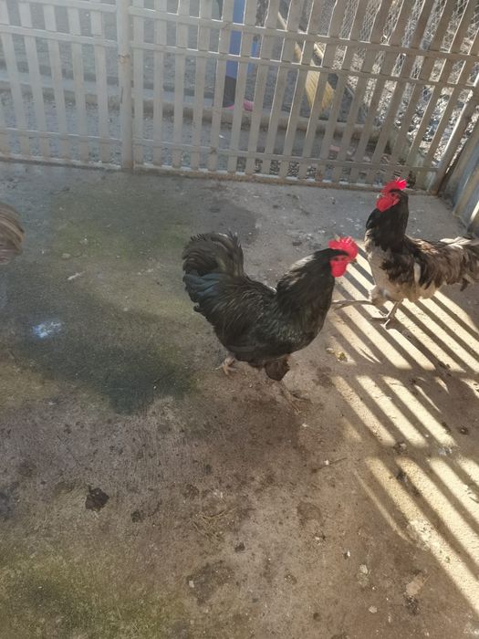 Cocos Australorp