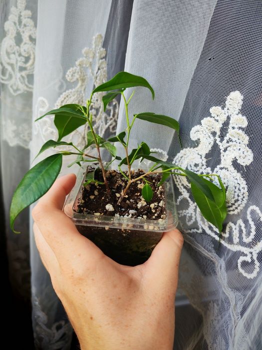 Комнатные растения, цветы для дома