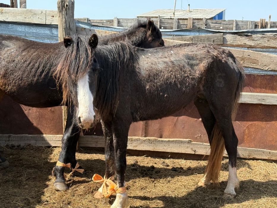 Тай, бие сатылады
