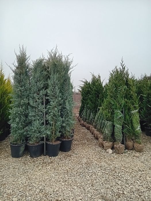 Photinia Red Robin tuia