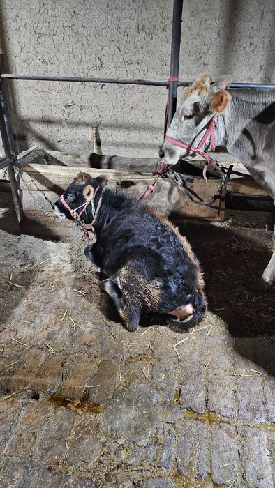 Shvet buzoq 6-7 oylik