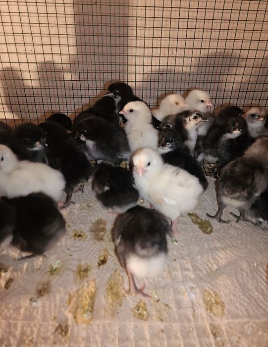 Jõja bor aniq mahsat blan yozilar