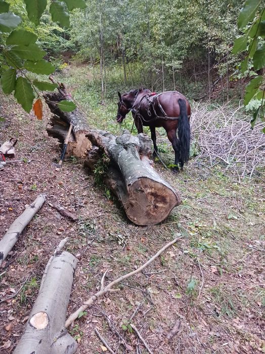 Iapa de 7 ani de vanzare