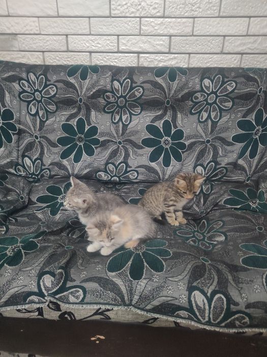 Отдам котят даром