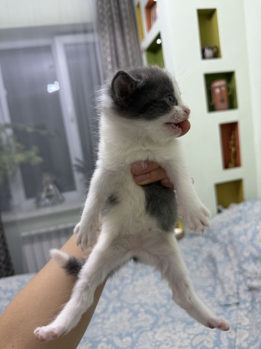 Отдам котят в хорошие руки!