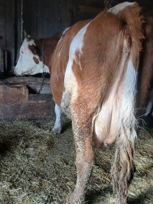 Vând vaca de 10 ani cu vițel