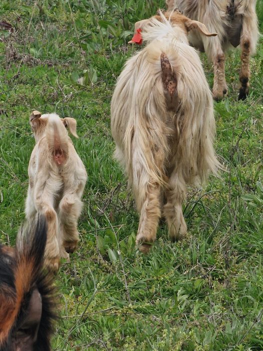 5 capre  schimba locatia