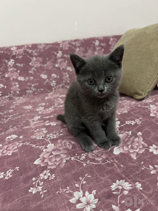 котенок скотиш страйт