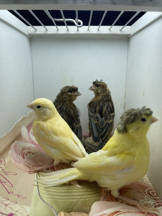 Kanareyka канарейка