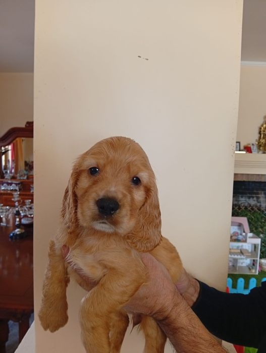 Cocker spaniel auriu