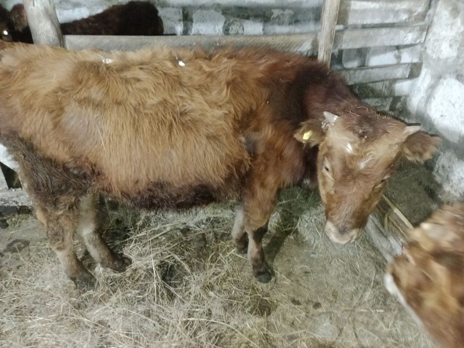 Еркек баспактар сатылады