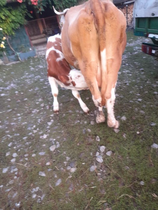 Vand vaca cu vitel de 3 luni