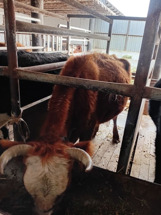 Бойдақ сиыр жемде тұрған