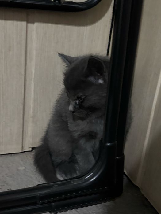 Котята ищут свой дом