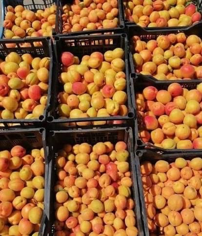 Продавам кайсия за ракия