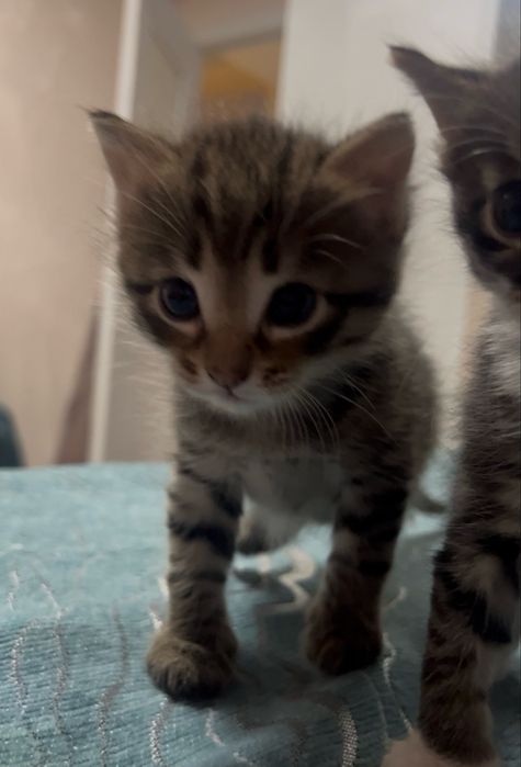 Милые котята ищут дом