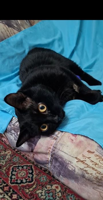 Милый добрый котик Басик в добрые руки!