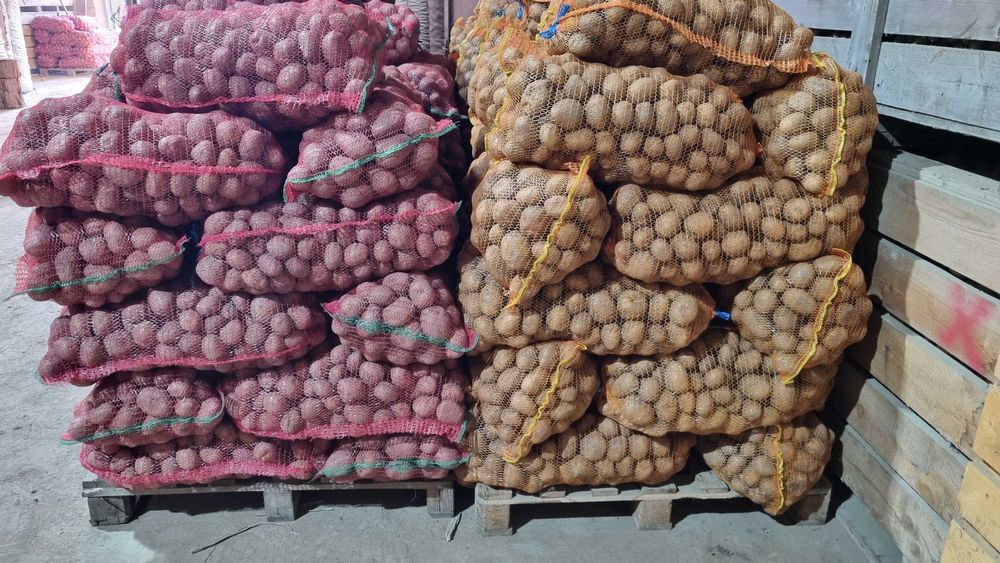 Cartofi consum 55+ albi  Carrera