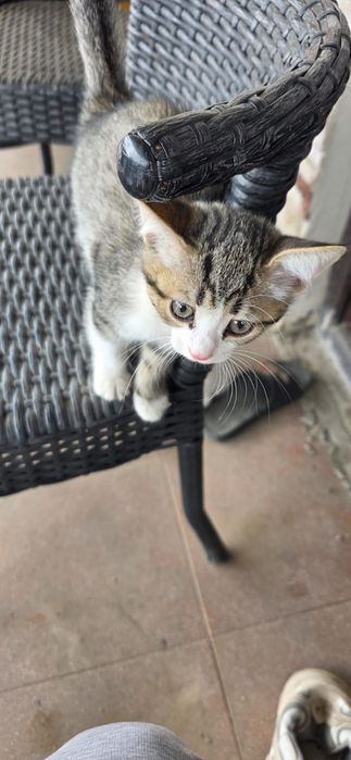 Котенок в добрые руки