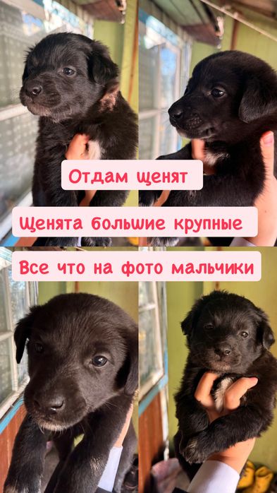 Щенята отдам срочно ‼️