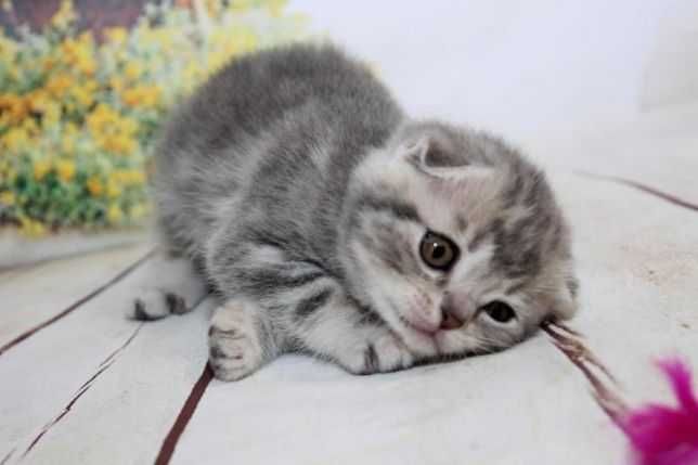 вислоухие  девули.пареньки.