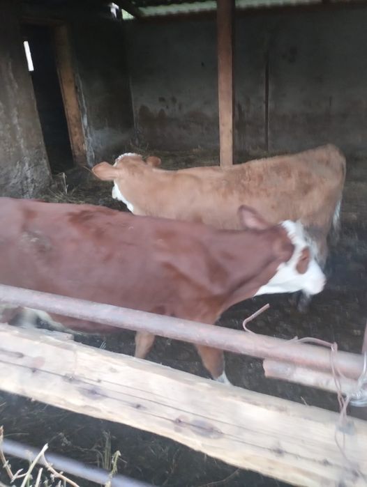 Vitele între 2 și 3 luni
